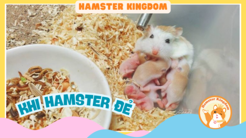 KHI CHUỘT HAMSTER ĐẺ