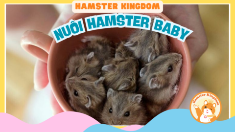 NUÔI HAMSTER CON ĐÚNG CÁCH