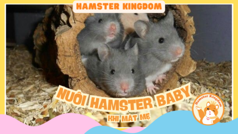 NUÔI HAMSTER CON KHI MẤT MẸ