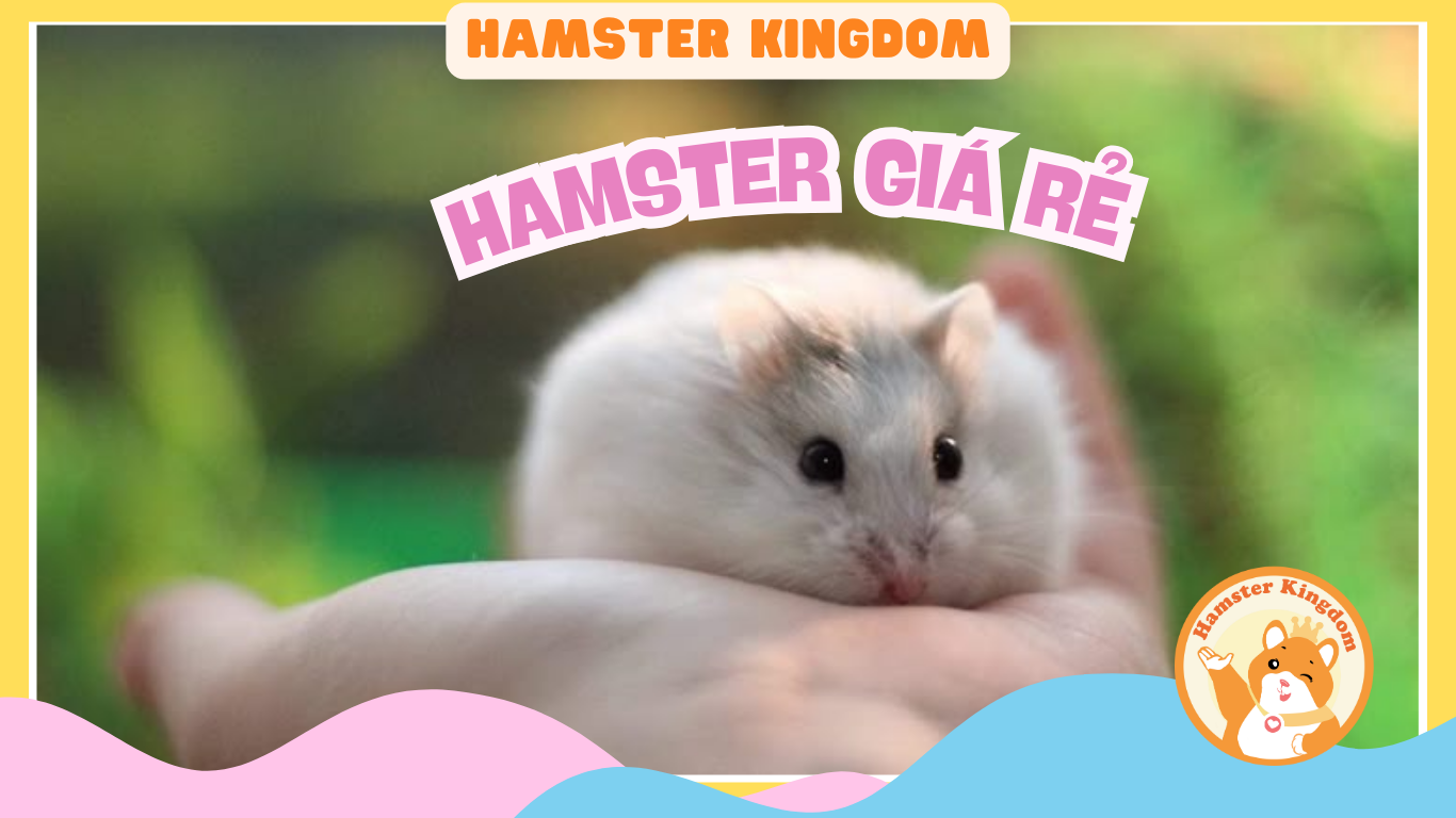 CHUỘT HAMSTER GIÁ RẺ