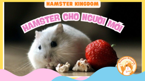 NUÔI CHUỘT HAMSTER CHO NGƯỜI MỚI