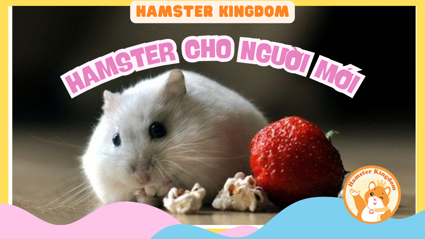 NUÔI CHUỘT HAMSTER CHO NGƯỜI MỚI