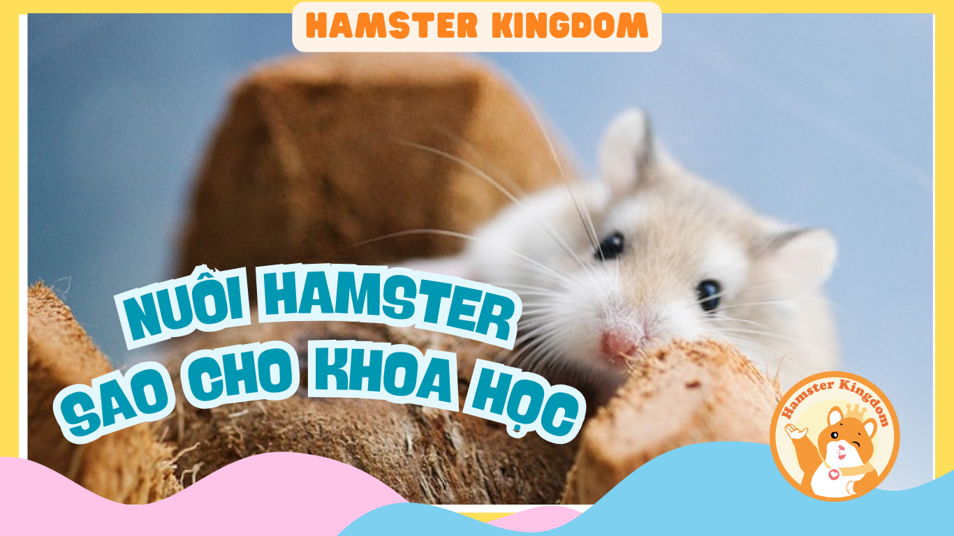 NUÔI CHUỘT HAMSTER SAO CHO KHAO HỌC