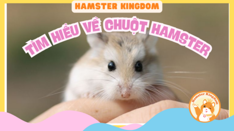 TÌM HIỂU VỀ CHUỘT HAMSTER