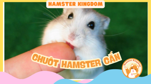 XỬ LÍ KHI BỊ HAMSTER CẮN