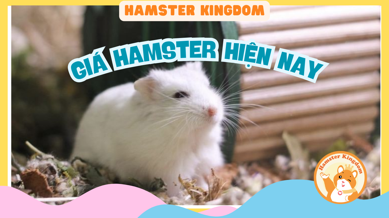 GIÁ CHUỘT HAMSTER HIỆN NAY