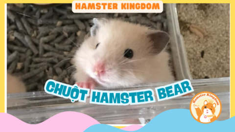 CHUỘT HAMSTER BEAR