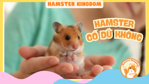 CHUỘT HAMSTER CÓ DỮ KHÔNG
