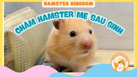 CHĂM SÓC HAMSTER MẸ SAU SINH