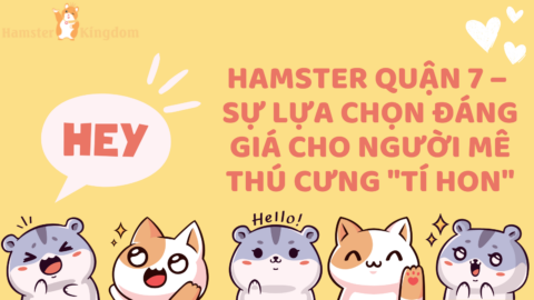 Bạn đang ở Quận 7 và muốn tìm một người bạn nhỏ đáng yêu để đồng hành mỗi ngày? Bạn lo lắng không biết mua hamster ở đâu, loại nào phù hợp, cách chăm sóc, hay cần chuẩn bị gì? Cùng Hamster Kingdom tìm hiểu tất tần tật về các hamster quận 7 nhé! Với chia sẻ chân thực, dễ hiểu, bạn sẽ bắt đầu hành trình nuôi chuột hamster một cách vui vẻ và dễ dàng!
