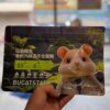 Thức ăn Bucatstate đạm probi 55+ 550g Hamster Kingdom