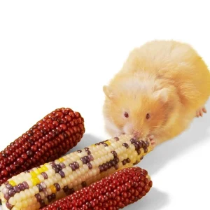 Bắp mài răng cho chuột hamster