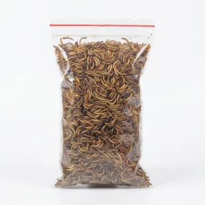 Sâu rang bịch lớn